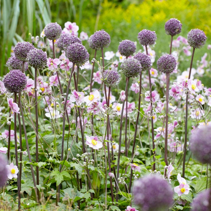 Summer Drummer Allium - Image 2