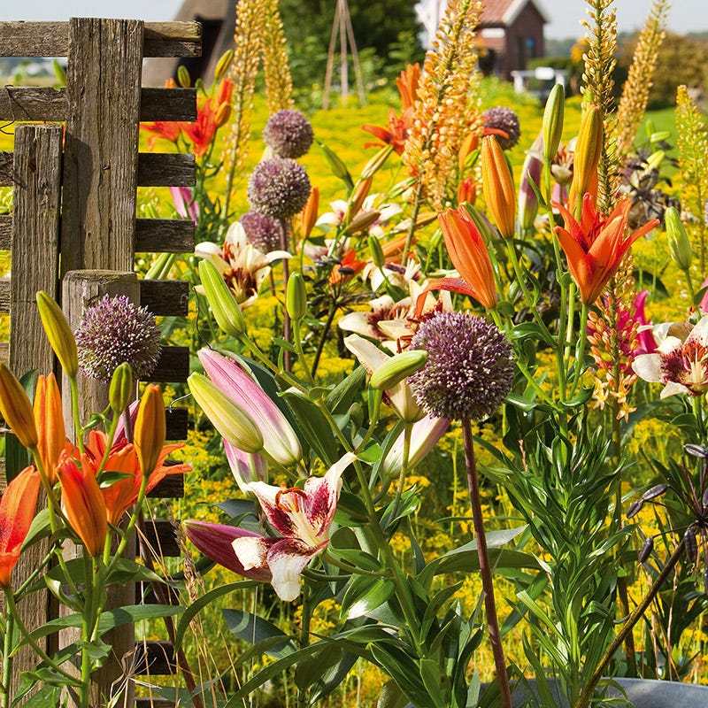 Summer Drummer Allium - Image 4