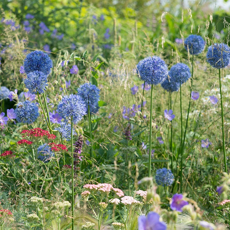Blue Allium caeruleum - Image 4
