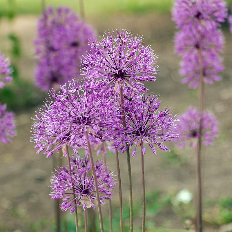 Violet Beauty Allium - Image 2