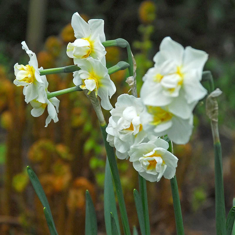 Cheerfulness Double Daffodil - Image 2