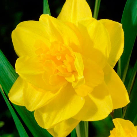 Citrus Daffodil Flower Bulb Collection - Image 3