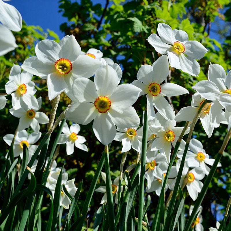 Citrus Daffodil Flower Bulb Collection - Image 5
