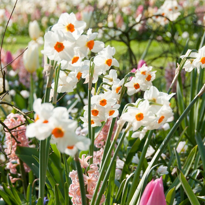 Geranium Daffodil - Image 2
