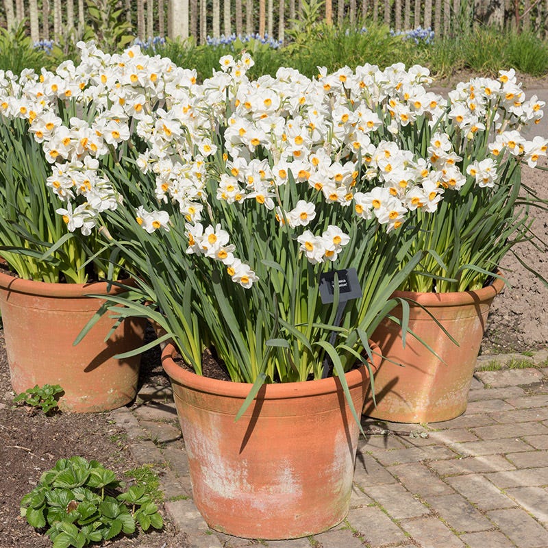 Geranium Daffodil - Image 3