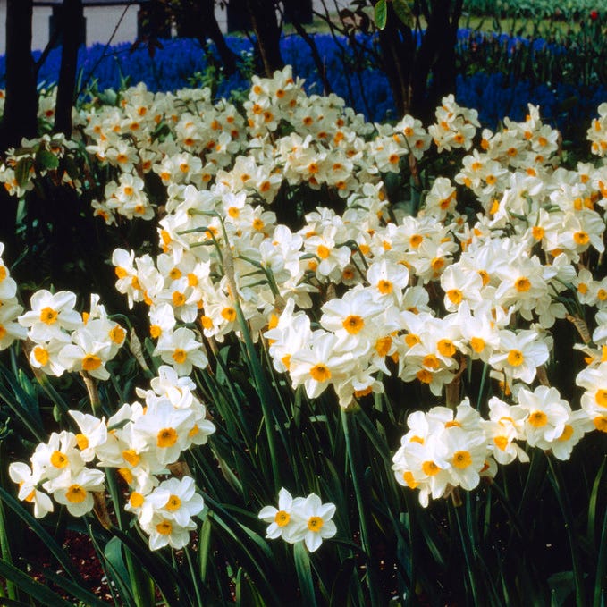 Geranium Daffodil - Image 4