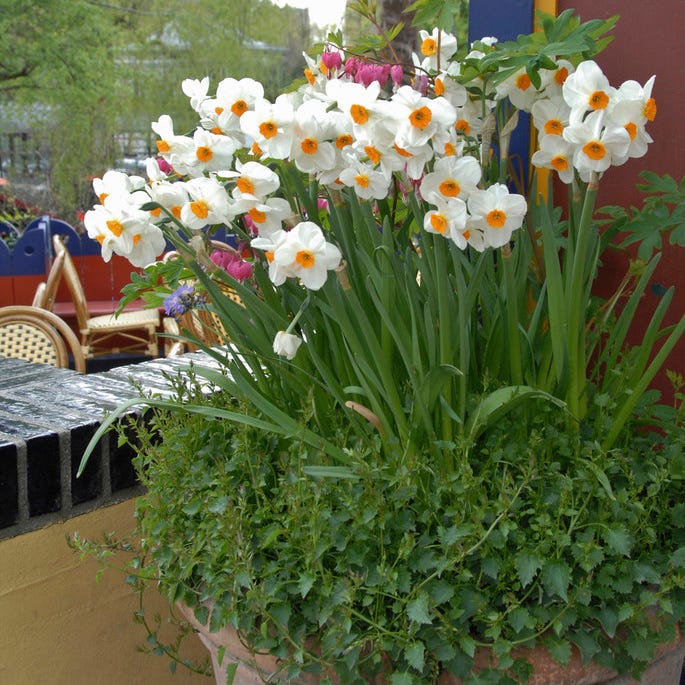 Geranium Daffodil - Image 5