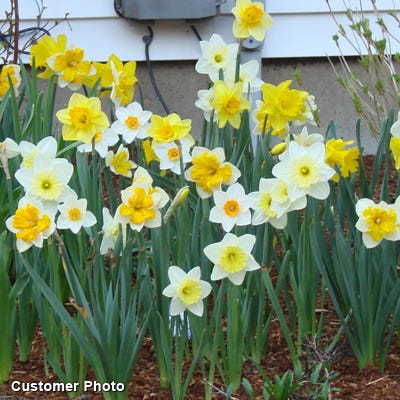 Large Cupped Daffodil Mix - Image 4