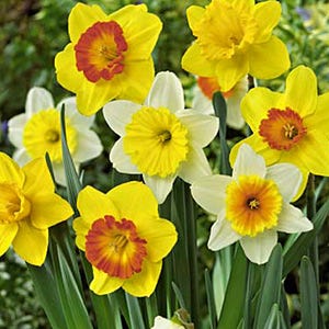 Large Cupped Daffodil Mix - Image 5