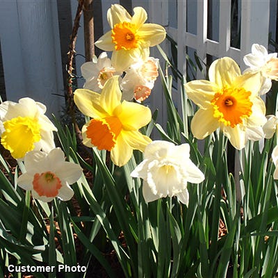Large Cupped Daffodil Mix - Image 6