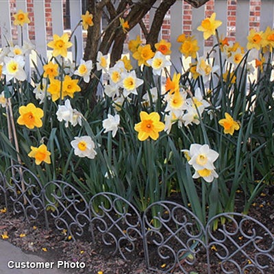 Large Cupped Daffodil Mix - Image 7