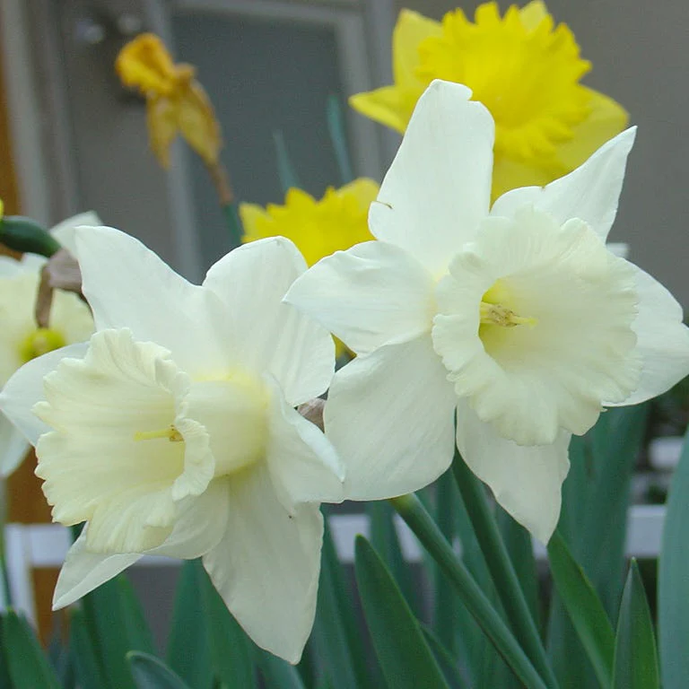 Lemon Chiffon Daffodil Flower Bulb Collection - Image 5