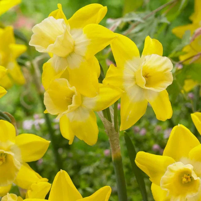 Lemon Chiffon Daffodil Flower Bulb Collection - Image 6