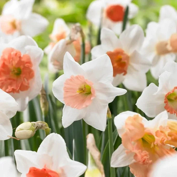 Pink Large Cupped Daffodil Mix - Image 3