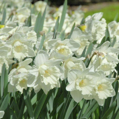 Mount Hood Trumpet Daffodil - Image 4