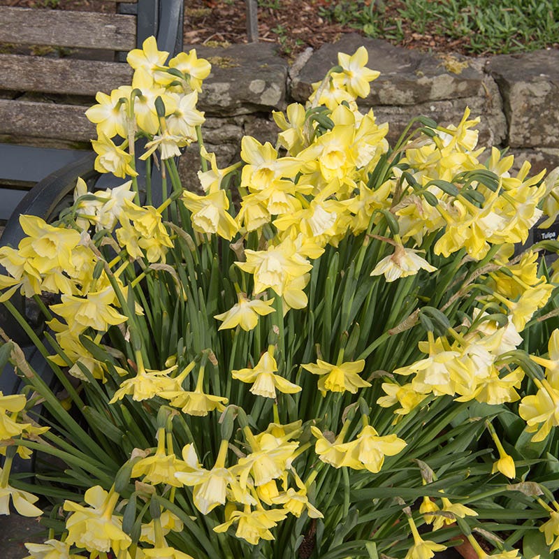 Pipit Daffodil - Image 2