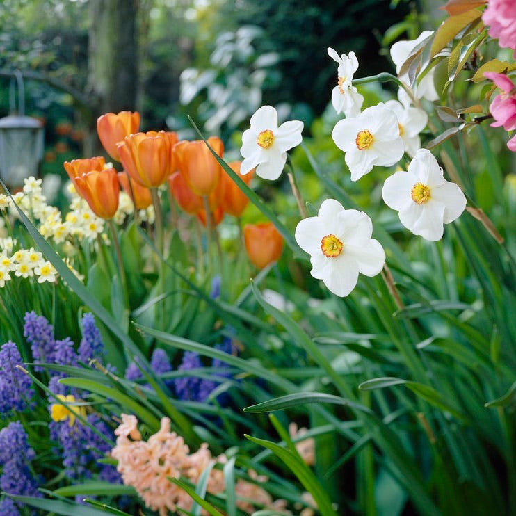 The Poet's Daffodil Actaea - Image 3