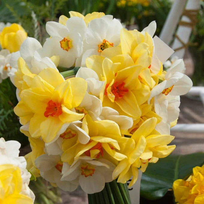 The Poet's Daffodil Actaea - Image 4