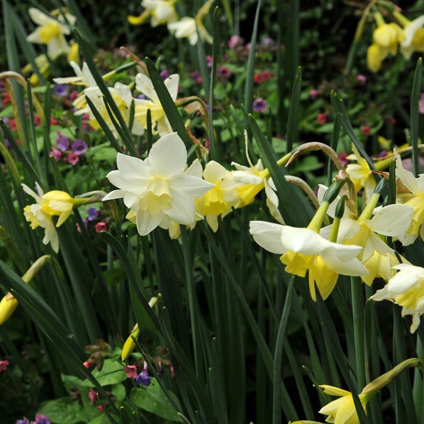 Snow Drift White Daffodil Bulb Collection - Image 3