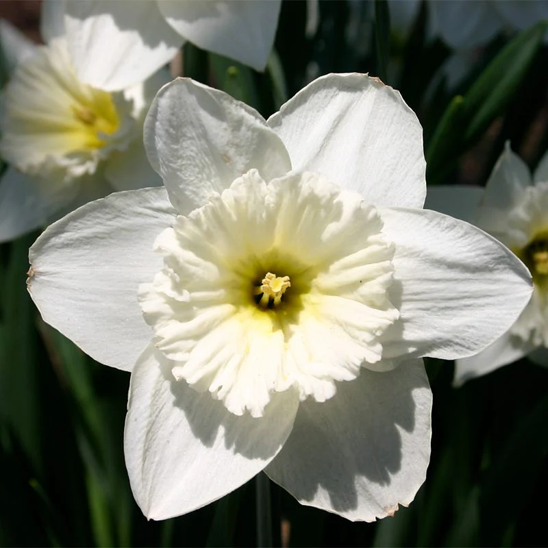 Snow Drift White Daffodil Bulb Collection - Image 4