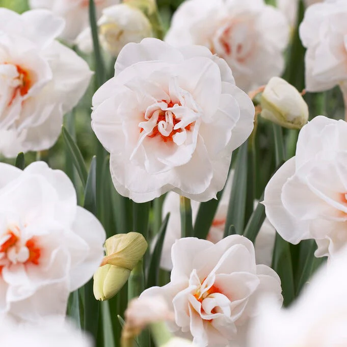 Strawberries & Cream Daffodil Collection - Image 4