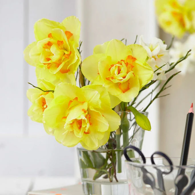 Tahiti Double Daffodil - Image 2