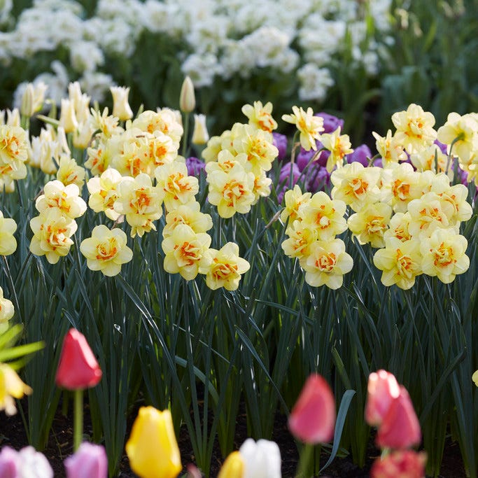 Tahiti Double Daffodil - Image 3