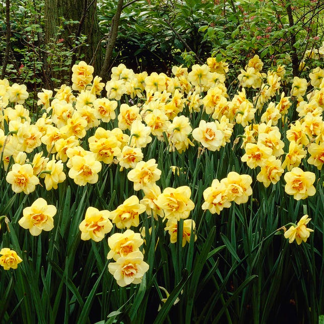 Tahiti Double Daffodil - Image 4