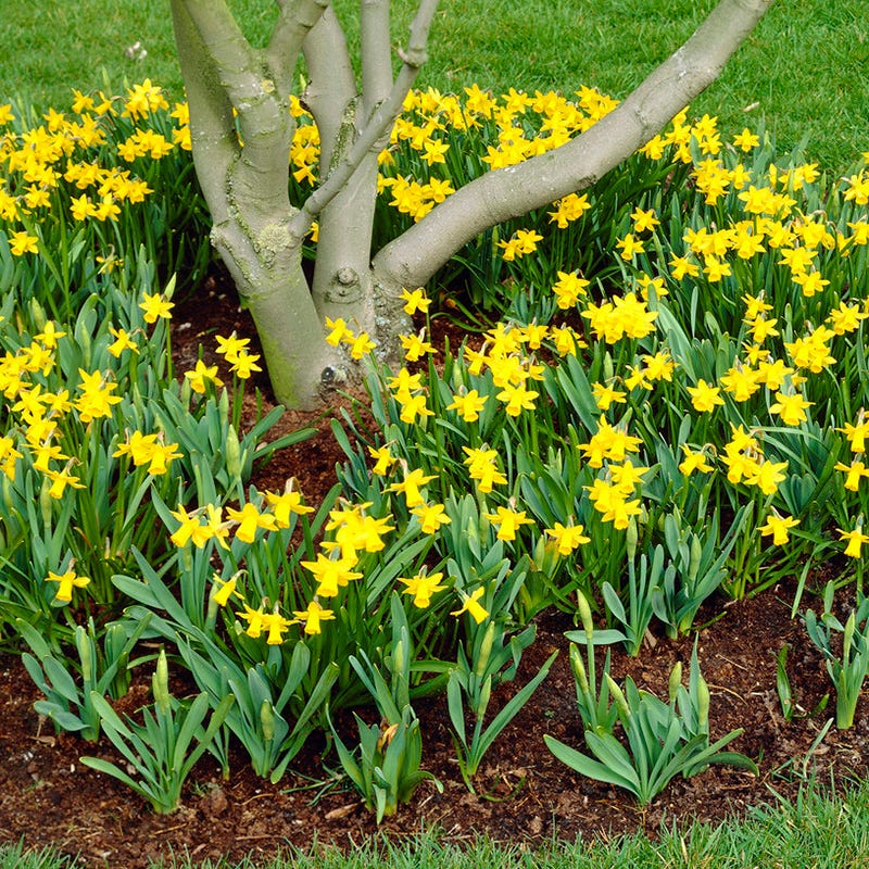 Tete-a-Tete Miniature Daffodil - Image 2