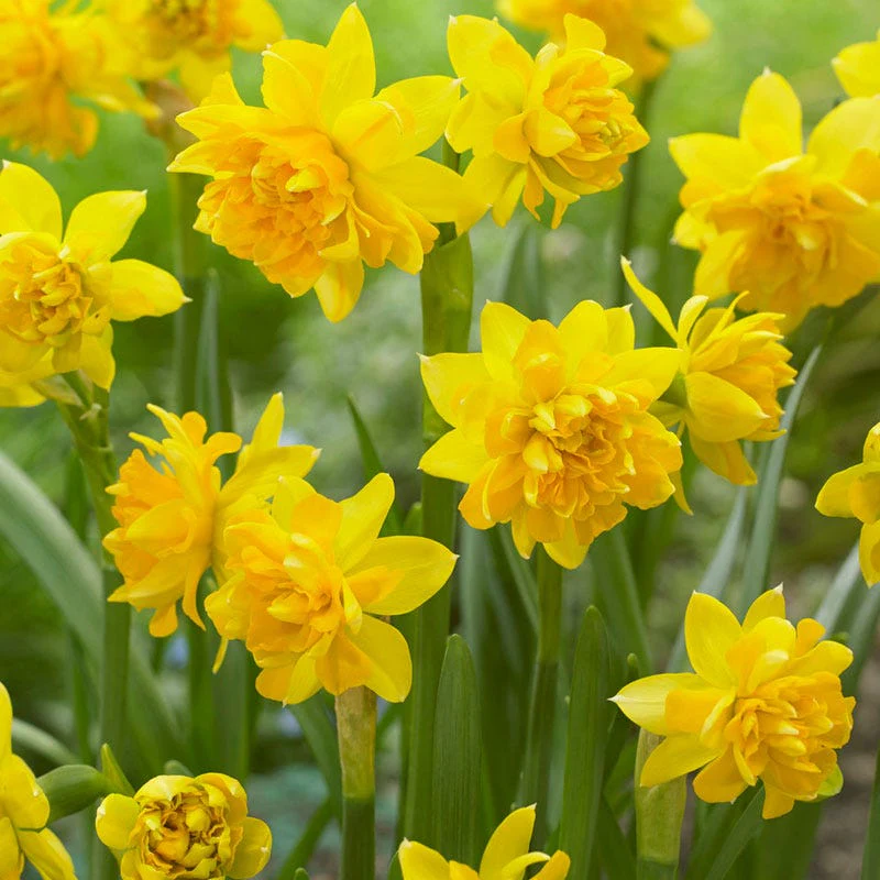 Citrus Daffodil Flower Bulb Collection - Image 6