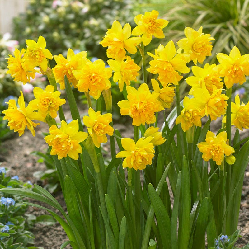 Tete Boucle Miniature Double Daffodil - Image 2