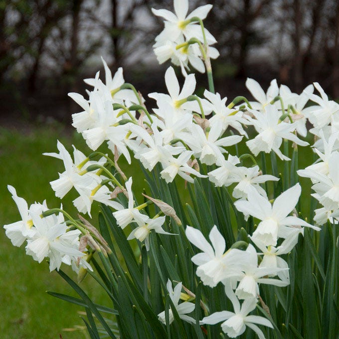 Thalia Daffodil - Image 3