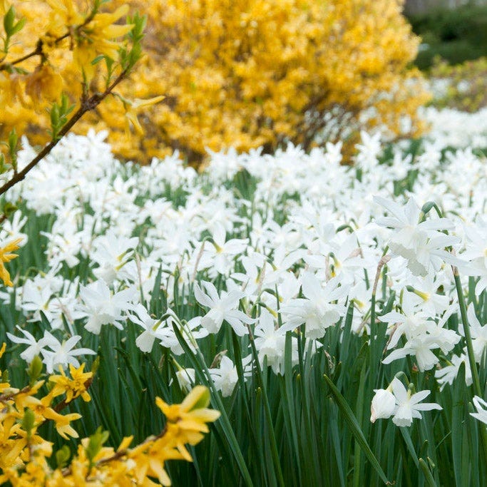 Thalia Daffodil - Image 4