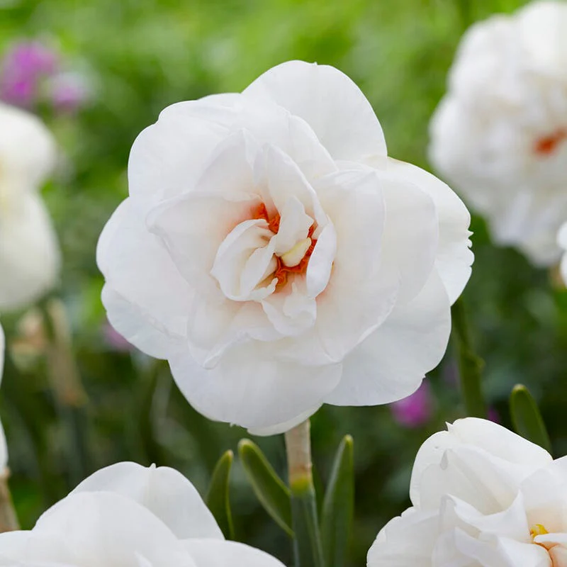 Acropolis Double Daffodil - Image 2