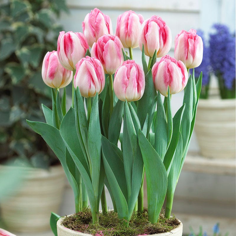 Foxtrot® Double Late Tulip - Image 3