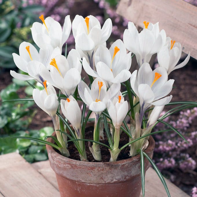 Joan Of Arc Dutch Crocus - Image 4