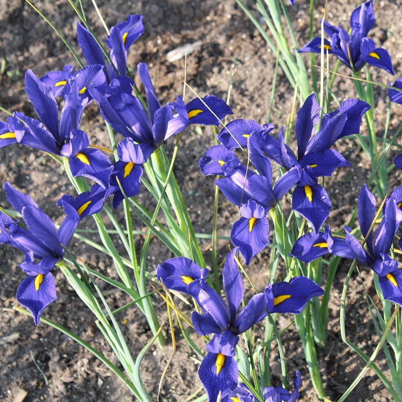 Sapphire Beauty Dutch Iris - Image 2