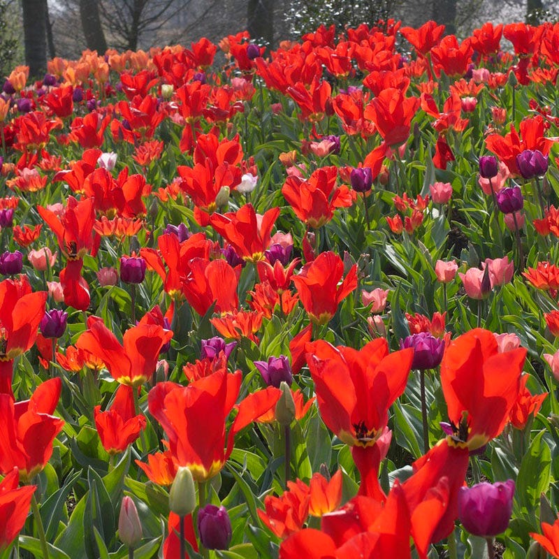 Red Emperor Tulip - Image 3