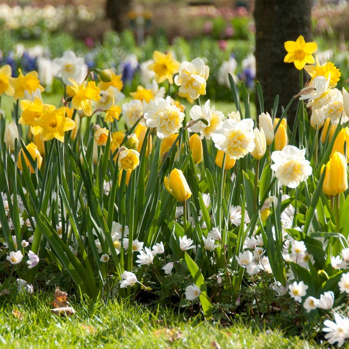Yellow Emperor Tulip - Image 2