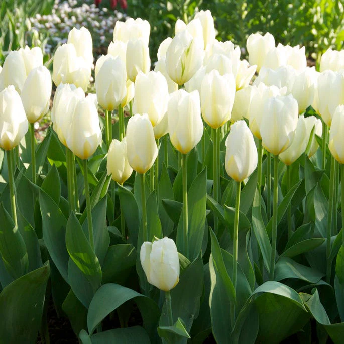 Ballerina Flower Bulb Collection - Image 3