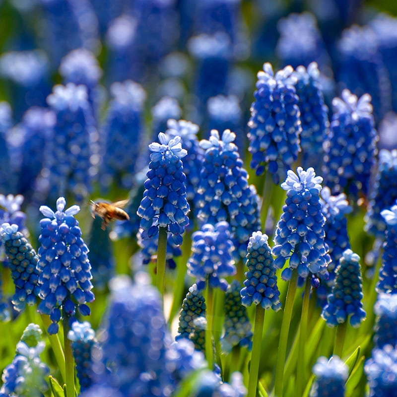 Naturalizing Nectar Low Grow Bulb Collection - Image 3