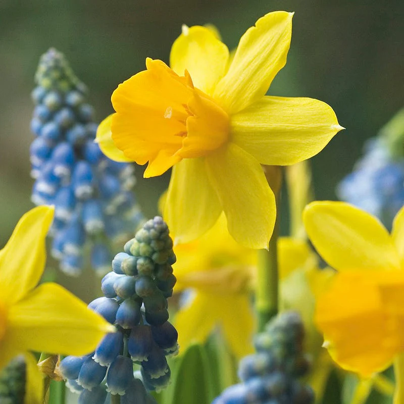 Naturalizing Nectar Low Grow Bulb Collection - Image 5