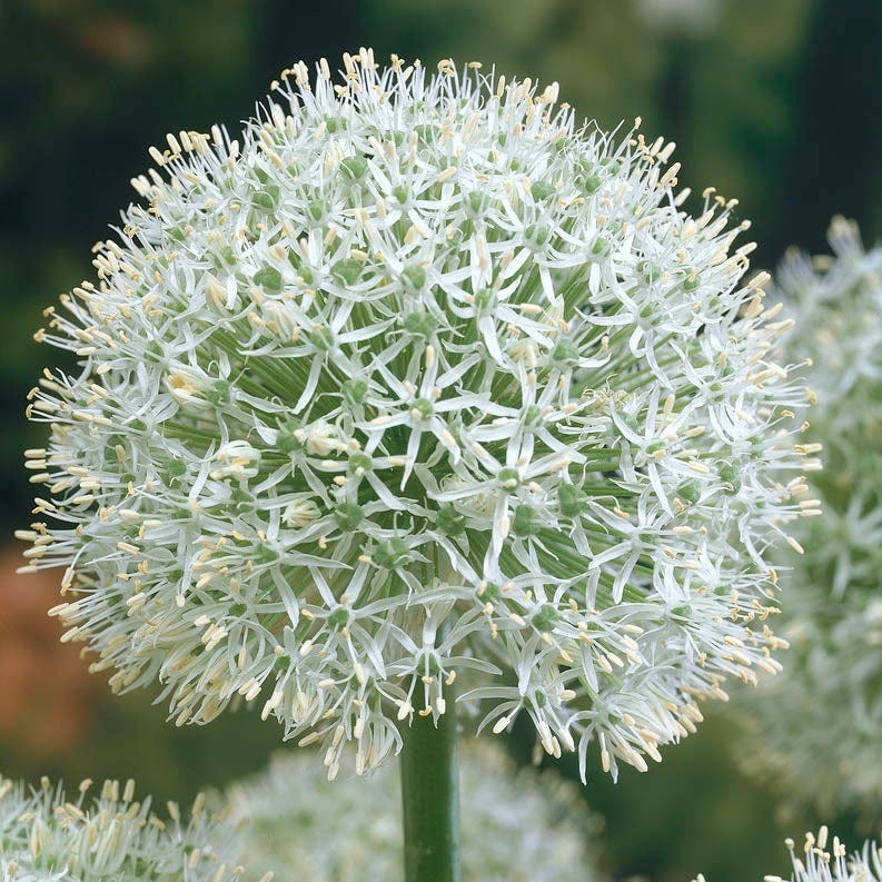 Premier Flower Bulb Collection - Image 4