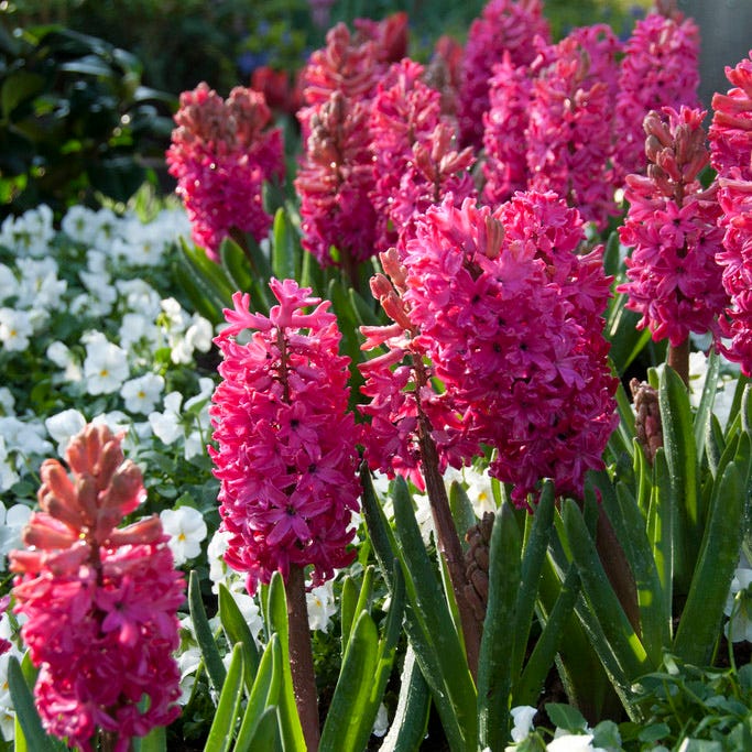 Rhapsody Bulb Collection - Image 3