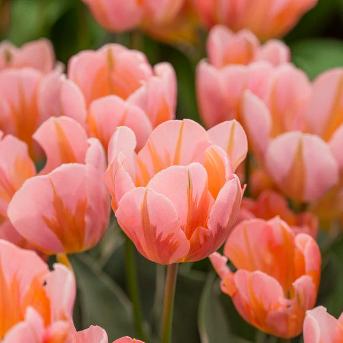 Rhapsody Bulb Collection - Image 4