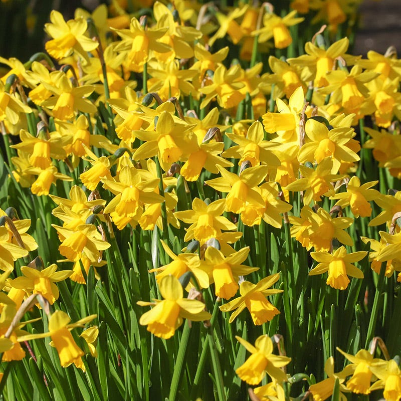 Tiny Dancers Bulb Collection - Image 3