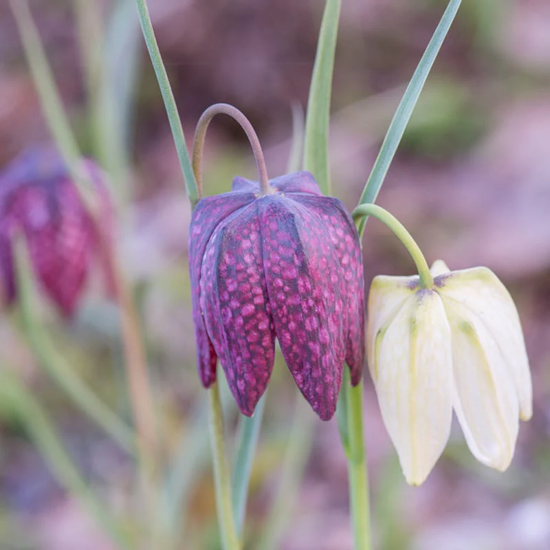 Chequered Lily Fritillaria Mix - Image 2