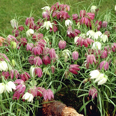 Chequered Lily Fritillaria Mix - Image 4