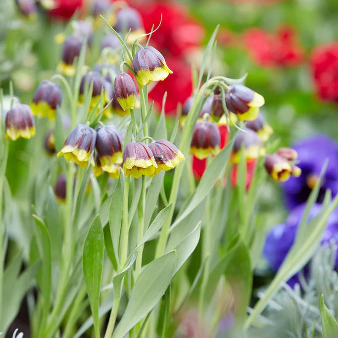 Crown Jewels Fritillaria Bulb Collection - Image 6