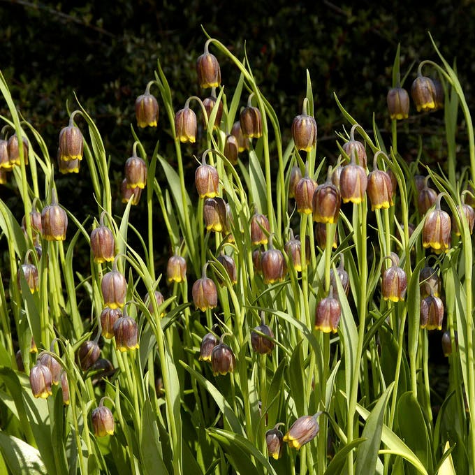 Fox's Grape Fritillary - Image 2